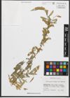 Foto von Salix pycnostachya Andersson
